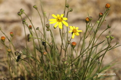 Euryops laxus