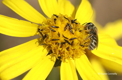 Euryops laxus