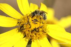 Euryops laxus