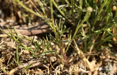 Euryops laxus