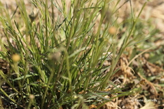 Euryops laxus