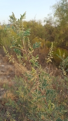 Indigofera lindheimeriana