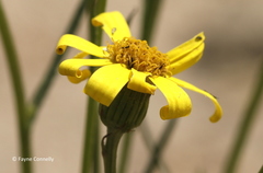 Euryops laxus