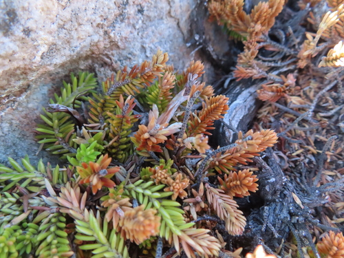 Tutu Heath (Erica banksia)