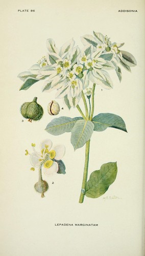 snow-on-the-mountain