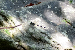 Leptogomphus sauteri formosanus