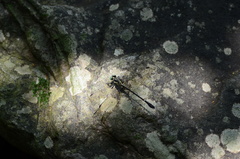 Leptogomphus sauteri formosanus