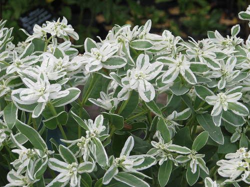 snow-on-the-mountain