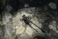 Leptogomphus sauteri formosanus