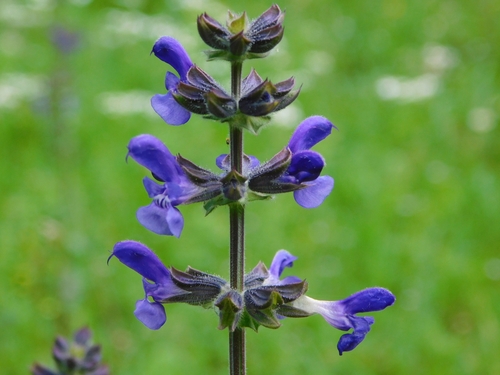 wild clary (Salvia verbenaca)