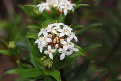 Pimelea longifolia
