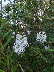 Platanthera blephariglottis conspicua
