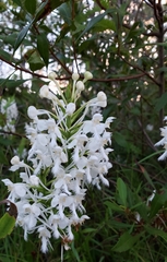 Platanthera blephariglottis conspicua