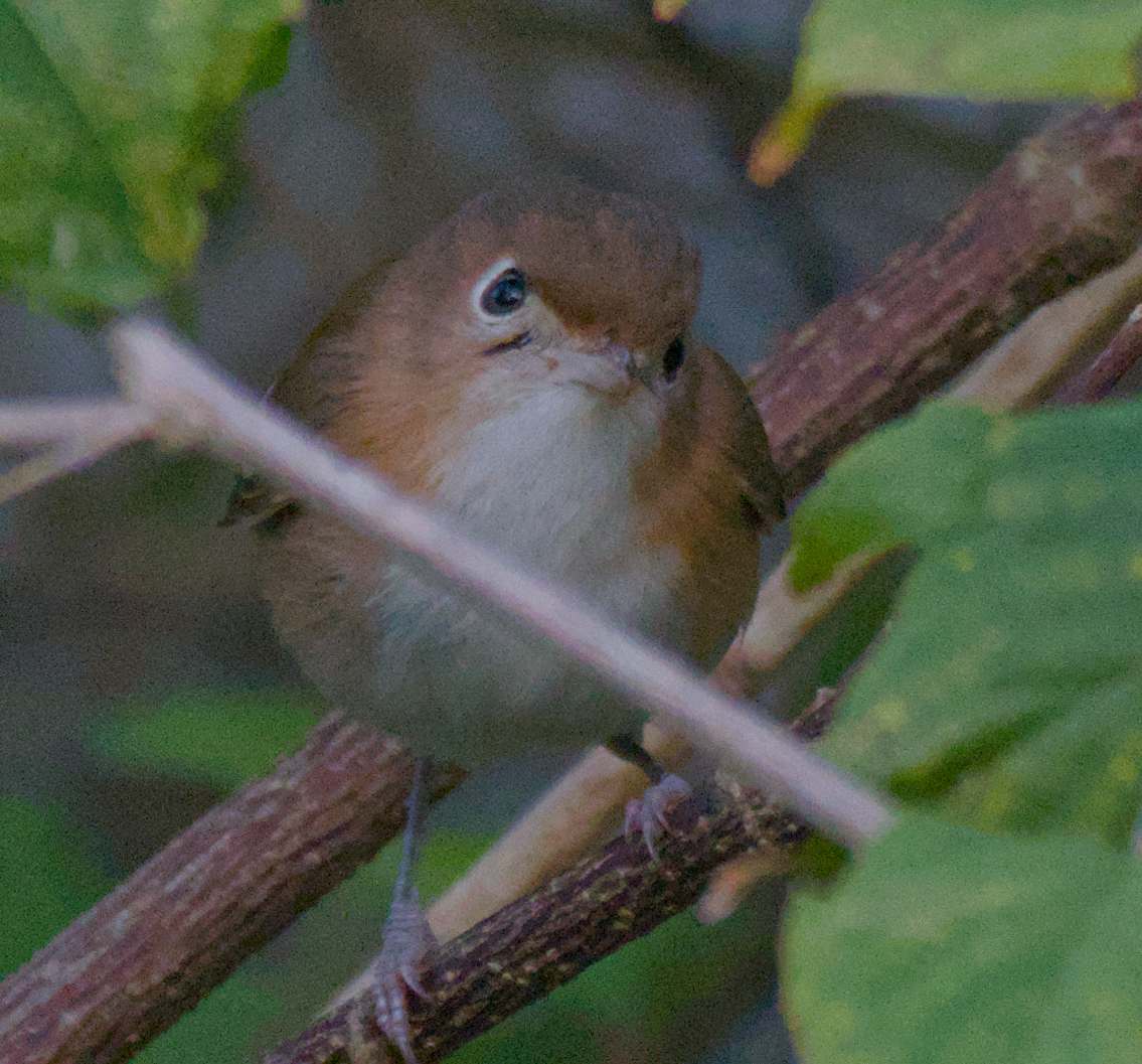 Cozumel Vireo (Vireo bairdi), photo 7