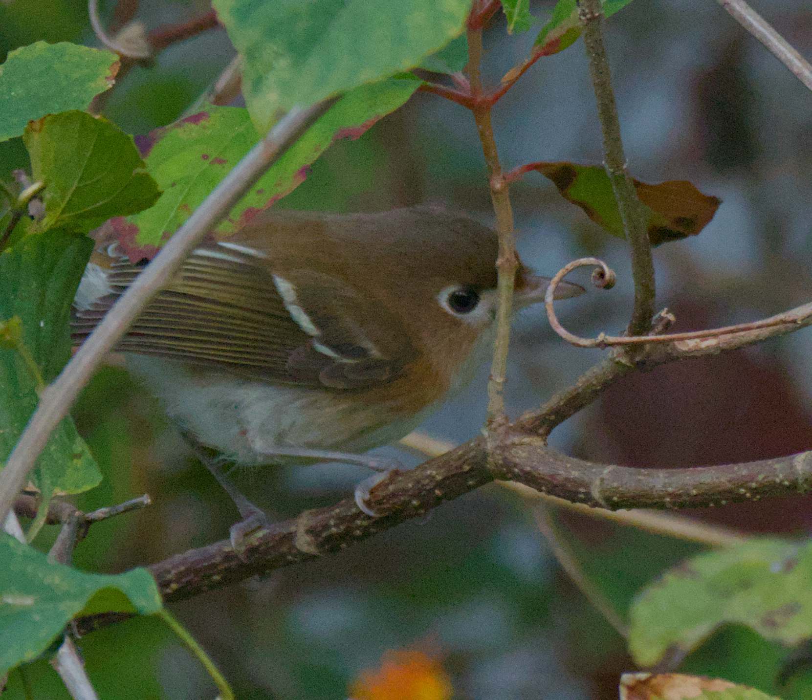 Cozumel Vireo (Vireo bairdi), photo 8