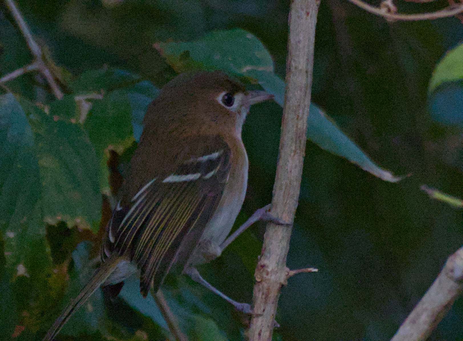 Cozumel Vireo (Vireo bairdi), photo 9