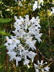 Platanthera blephariglottis conspicua