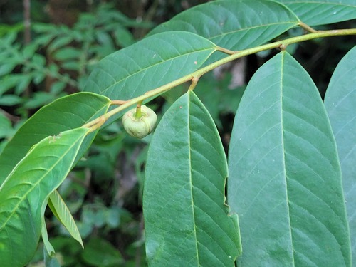 Annona hypoglauca observed 2025-04-25
