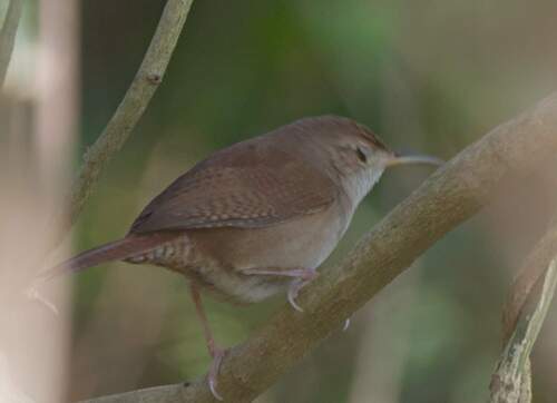 Cozumel Wren (Troglodytes beani), photo 3