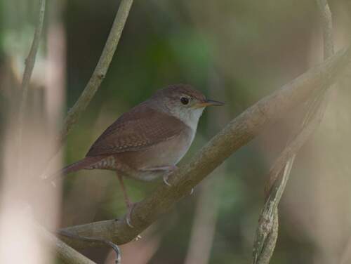 Cozumel Wren (Troglodytes beani), photo 9