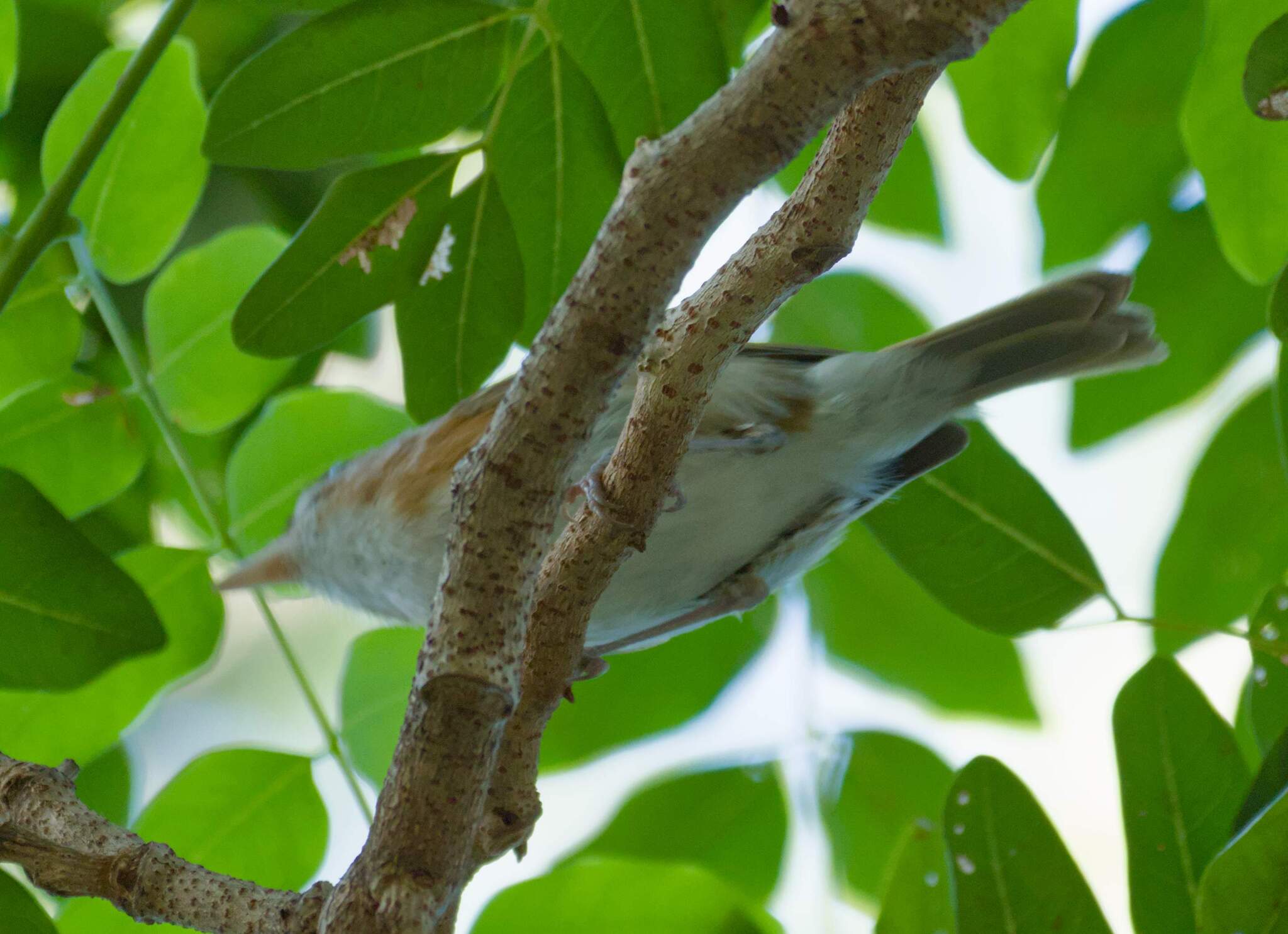 Cozumel Vireo (Vireo bairdi), photo 10