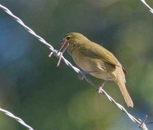 Cozumel Yellow-faced Grassquit