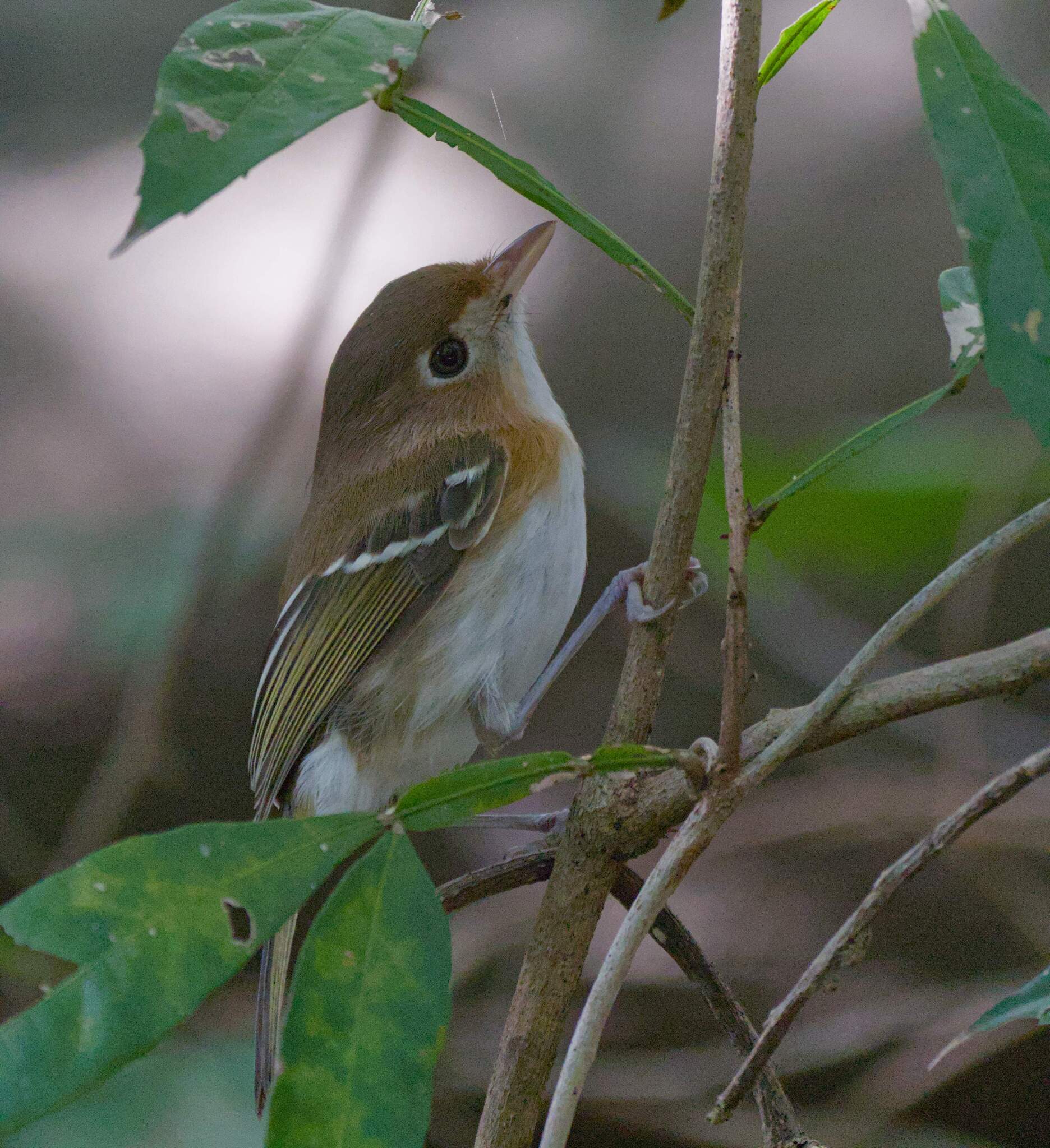 Cozumel Vireo illustration