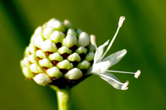 Cephalaria