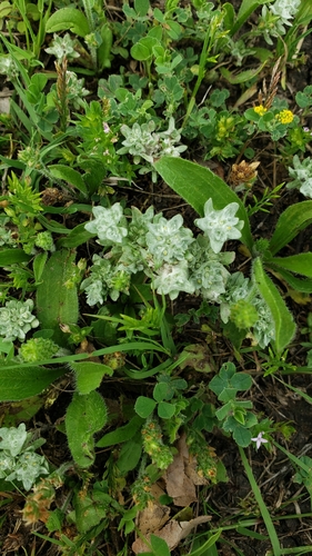Image of Diaperia prolifera by no rights reserved