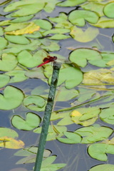 Urothemis signata yiei