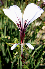 Pelargonium tetragonum