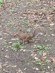 Sciurus carolinensis