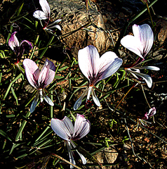 Pelargonium tetragonum