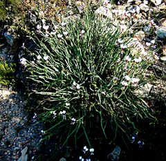 Pelargonium tetragonum