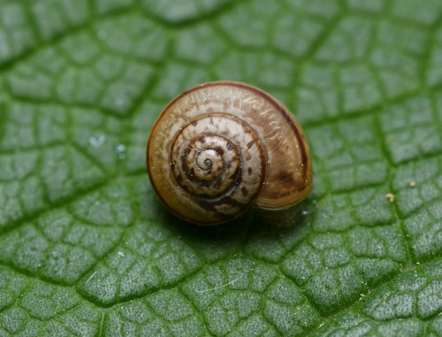 Portugala inchoata