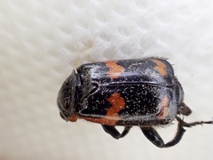 Nicrophorus sayi