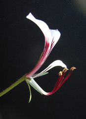 Pelargonium tetragonum