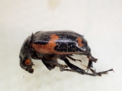 Nicrophorus sayi