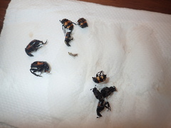 Nicrophorus sayi