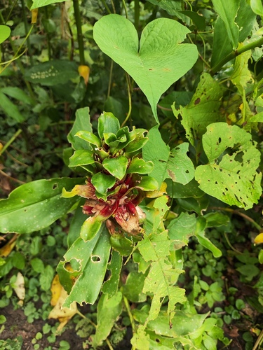 Costus arabicus, photograph 3