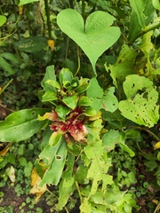 Costus arabicus, photograph (c) Silvia Ten, some rights reserved (CC BY)