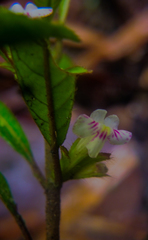 Lasiocladus rufopilus