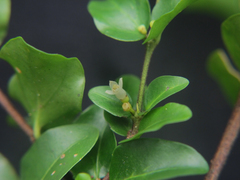 Bullockia