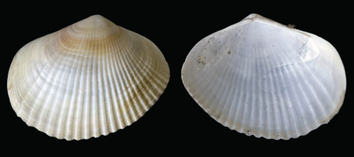 Adacna laeviuscula