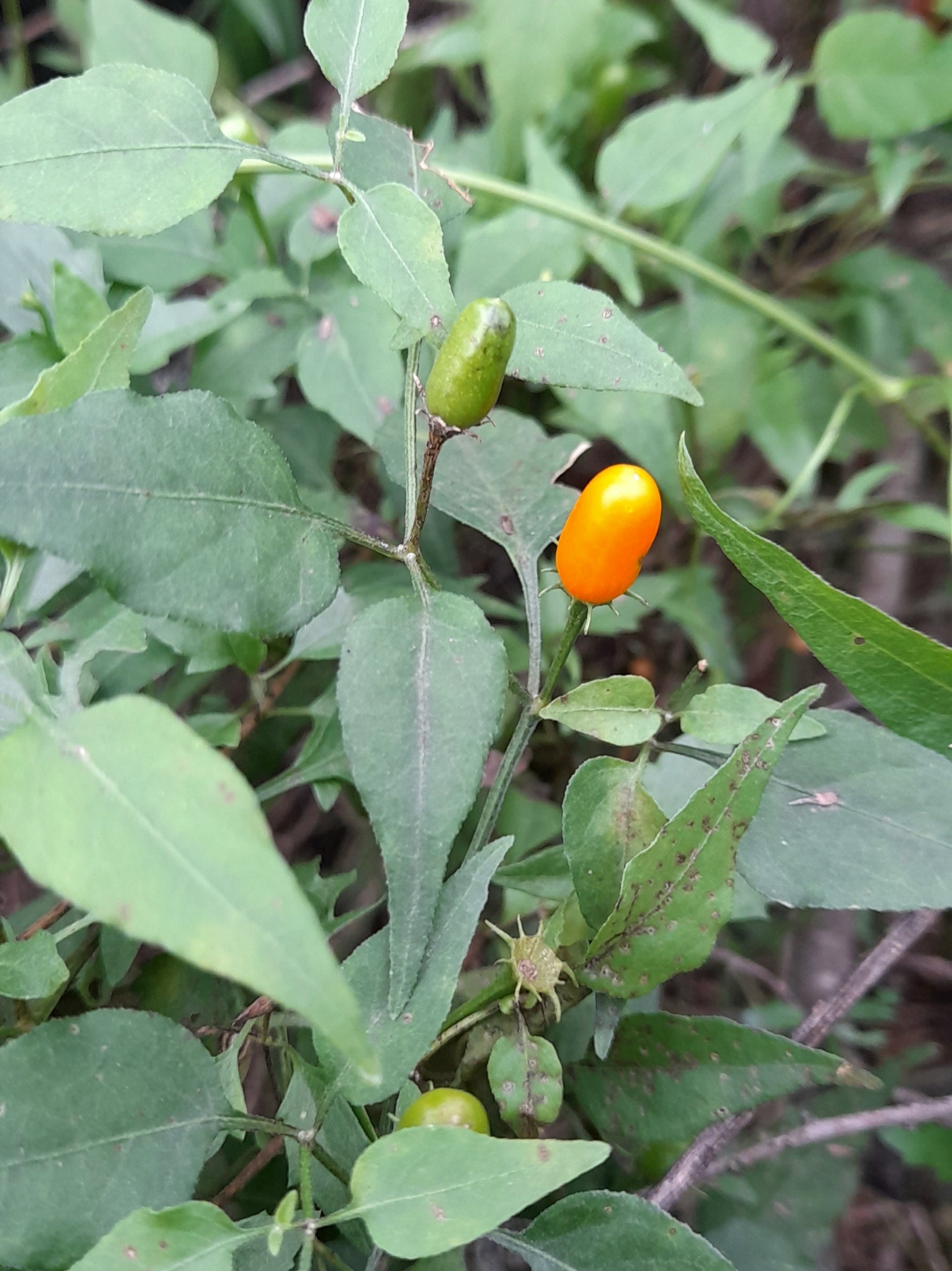 Imagem de Aji puta pariu