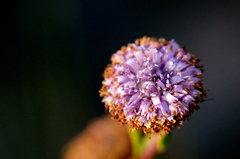 Globularia