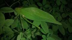 Stilpnochlora nanna