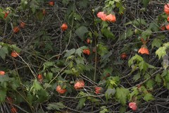 Callianthe darwinii