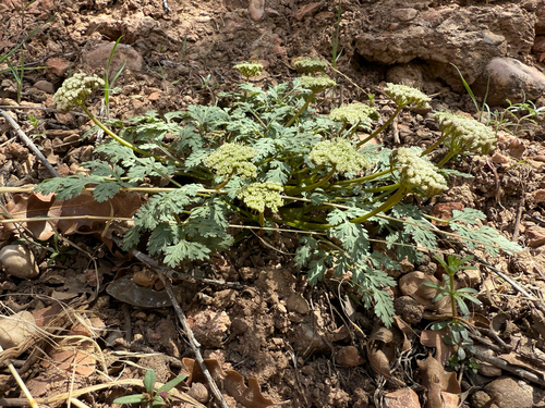 Talus Springparsley (Cymopterus lapidosus)