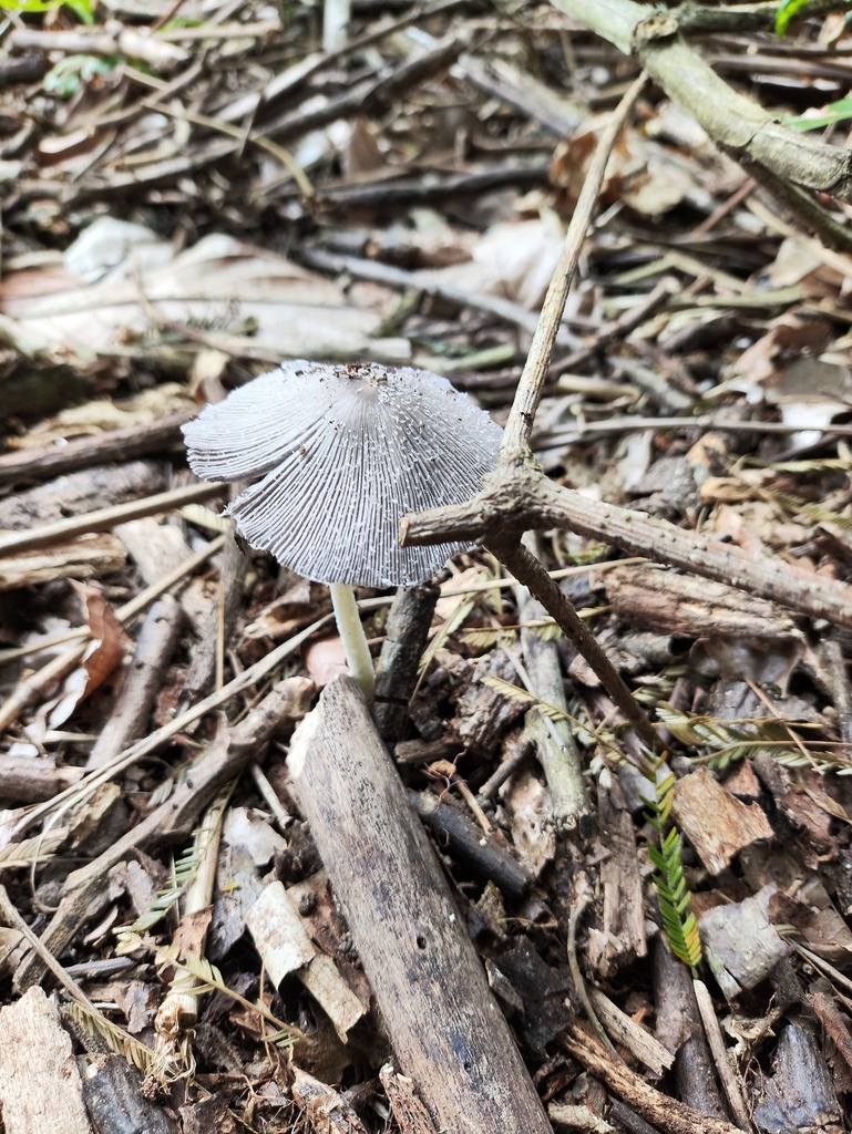 Coprinopsis lagopus · April 2025 · photo: © silviaten (iNaturalist, cc-by)